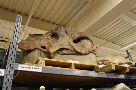 Finding Fossils...: Behind the scenes at Drumheller's dino museum!