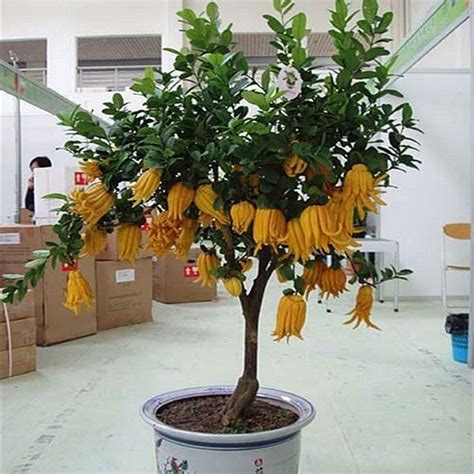 Buy Buddha's Hand Citron Tree Seeds (30 Pcs/Pack) Balcony Bonsai Plant Citrus Bergamot Tree ...