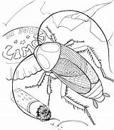 Cockroach Coloring Page sketch template