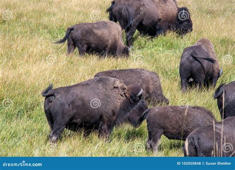 Moving Herd of Buffalo in Yellowstone Stock Photo - Image of outdoors ...