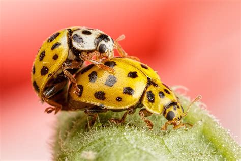 Mating Ladybugs by dalantech on DeviantArt