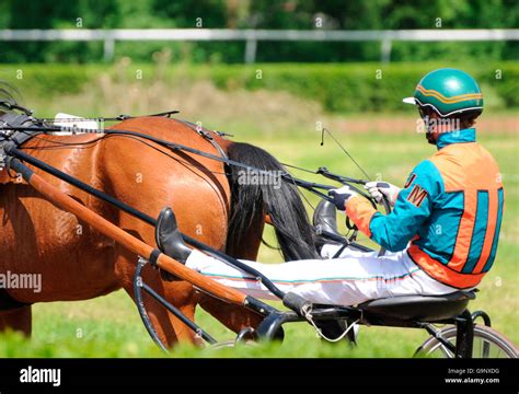 Harness racing standardbred trotter sulky hi-res stock photography and images - Alamy