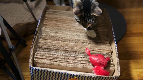 Easy cardboard cat scratcher DIY