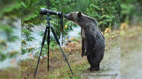 Wild photographers: 20 curious animals with cameras | Page 4 of 4 ...