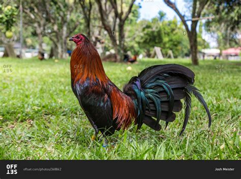 Rooster with iridescent tail feathers in grass stock photo - OFFSET