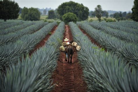 Tequila Jalisco: The Magical Agave Town » Savoteur