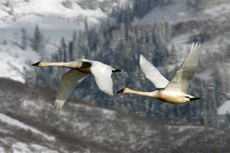 Where to see wild swans migrating through Utah in March - Uintah Basin ...