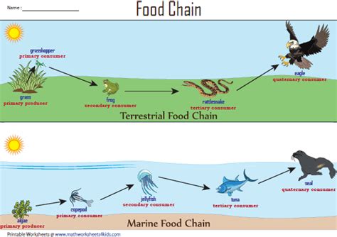 Terrestrial and Marine Food Chain Chart | Food chain, Food chain ...