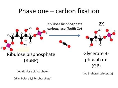 Photosynthesis 6 light independent reaction