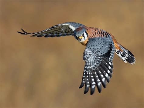 American Kestrel | Coniferous Forest