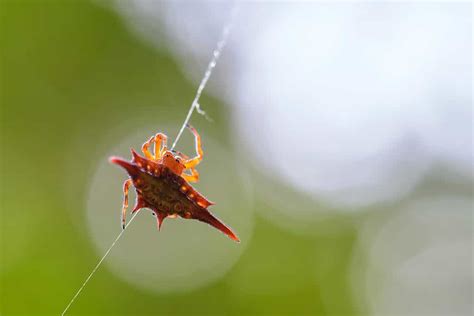 Long-Winged Kite Spider - A-Z Animals