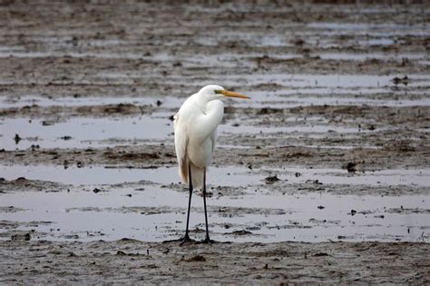 Ardea alba - 143218 - Biodiversidad Virtual / Aves