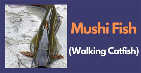 Mushi Fish in English | Mushi Benefits | Keluthi Meen – The Global Statistics