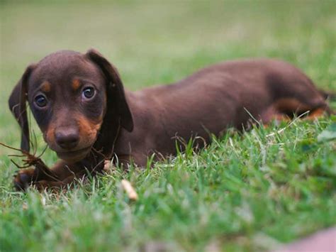 Miniature Dachshund Training 1-2-1 Home Visits in North Yorkshire