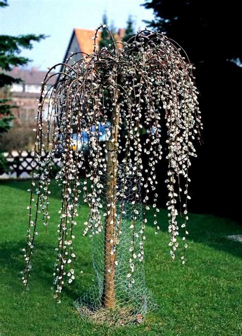 Dwarf Weeping Willow Tree - 130 cm tall seedling- in the pot • £9.99 ...