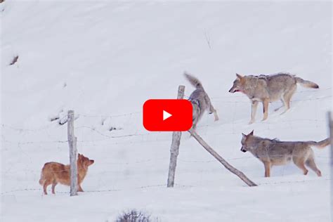 Check Out This Wolf Pack's Incredible Teamwork While Hunting a Moose ...