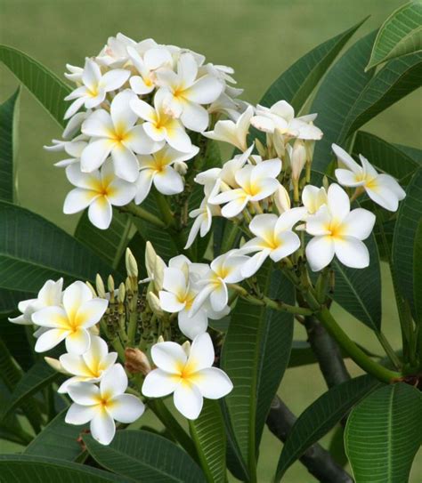 plumeria flowers smell heavenly | Hawaiian plants, Plumeria flowers ...