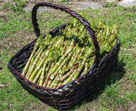 The 3 Foragers: Foraging for Wild, Natural, Organic Food: Japanese Knotweed Recipe - Japanese ...