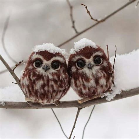 delicious ambiguity | Baby owls, Cute baby owl, Pet birds