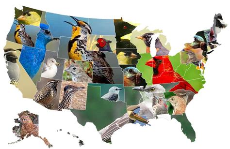 Map of State Birds [OC] [1513x983] : MapPorn | State birds, Us map, State map