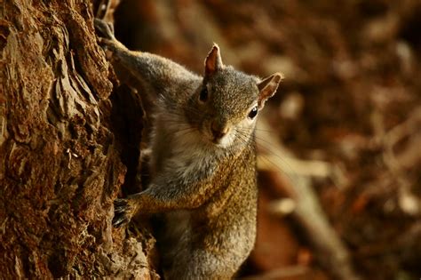 squirrel habitat | Flickr - Photo Sharing!