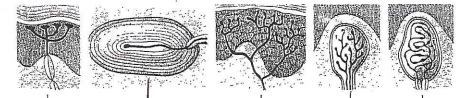 skin receptors Diagram | Quizlet