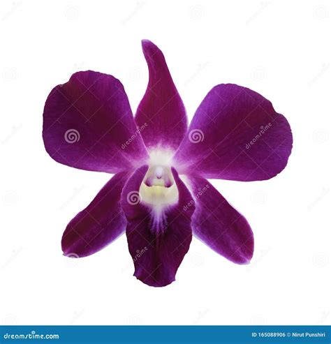 Single Purple Orchid Flower Isolated on White Background Stock Photo - Image of purple, bouquet ...