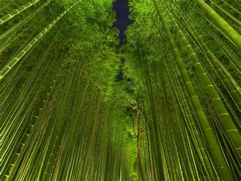 Night bamboo - Arashiyama by Ryusuke Komori | 庭作りのアイデア, 美しい場所, 風景