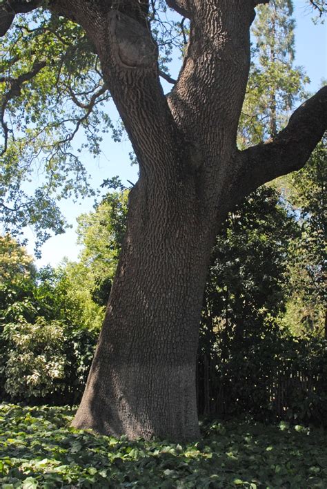 Quercus lobata (Oaks, Valley Oak) | North Carolina Extension Gardener ...