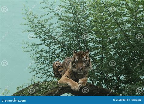 A Sumatran Tiger Was Sitting on a Rock Stock Photo - Image of jungle ...