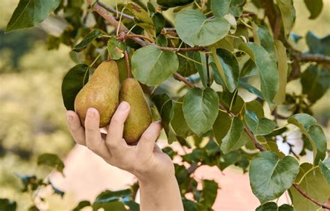 6,700+ Pear Tree Harvesting Stock Photos, Pictures & Royalty-Free Images - iStock