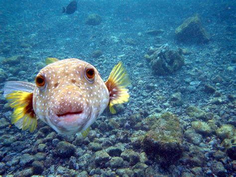 File:Pufferfish.jpg - Wikipedia