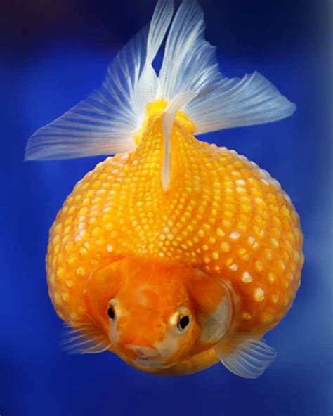 Goldfish Breeding: Thorough Guidance for Successful Reproduction - Learn About Nature