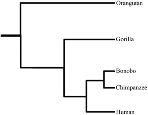 Simple Primate Phylogeny