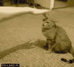 Cat Attack GIF - Find & Share on GIPHY