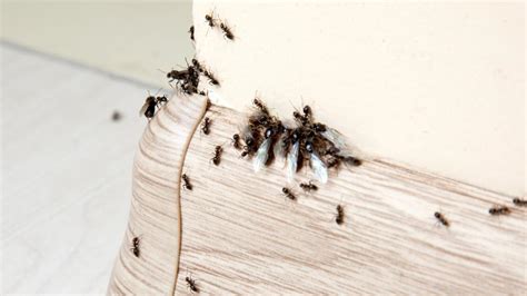 Ants In Bedroom - Home Design Ideas