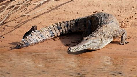 Freshwater Crocodile Facts and Pictures | Reptile Fact