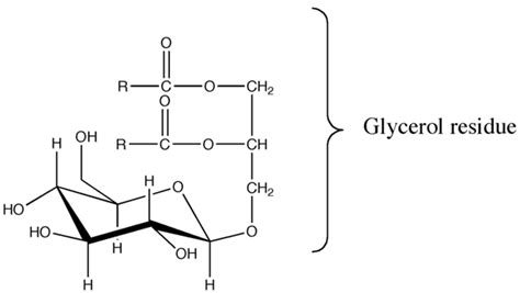 Typical structure of a glycerolipid. | Download Scientific Diagram