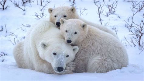 Earth Day 2022: Save polar bears by protecting mothers and cubs ...