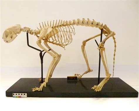 Specimen of the Week 391: The Domestic Cat Skeleton | LaptrinhX / News