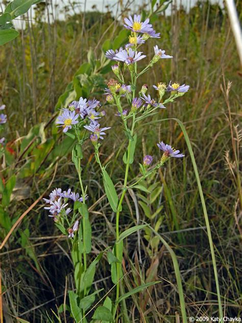 Symphyotrichum laeve (Smooth Blue Aster): Minnesota Wildflowers