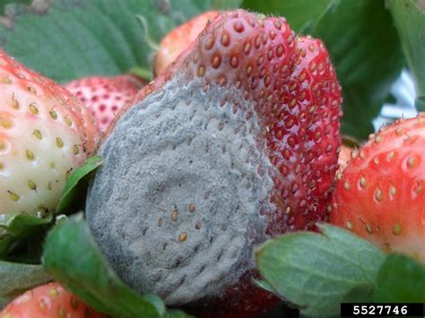 gray mold (Botrytis cinerea ) on strawberry (Fragaria spp. ) - 5527746