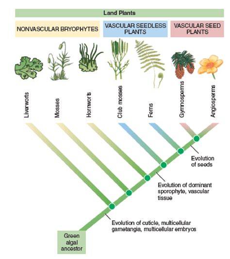 Evaluate and Synthesize 15. INTERPRET DATA According to the cladogram in Figure 27-5, which ...