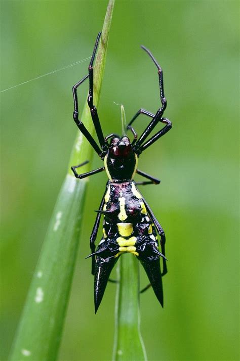 Spiny Orb-weaver Spider Photograph by Sinclair Stammers/science Photo ...