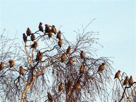 Bohemian Waxwing - Bombycilla garrulus | Wildlife Journal Junior