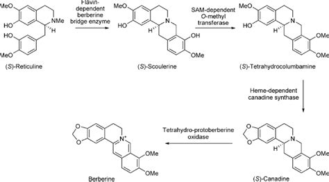 Biosynthesis of berberine. | Download Scientific Diagram