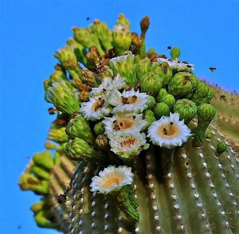 Pin by Rosario Troise on Cacti & other creatures | Cactus flower ...