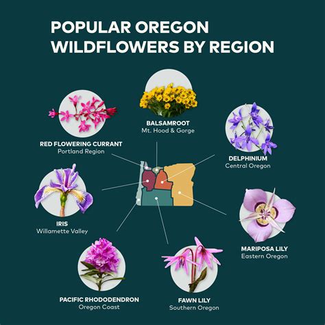 All About Oregon Wildflowers - Travel Oregon