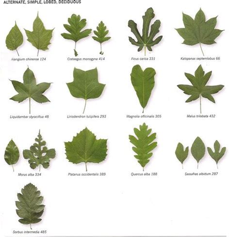 insideBookOfLeaves_p35 | Tree leaf identification, Tree identification, Leaf identification