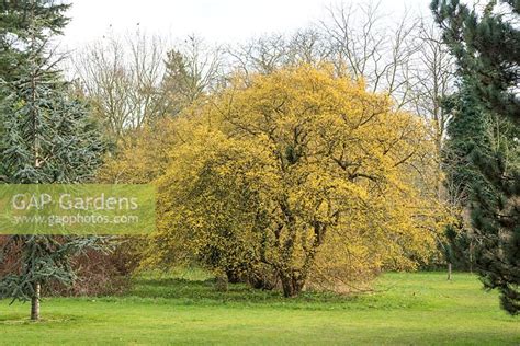 Cornus mas in flower... stock photo by Howard Rice, Image: 0431752